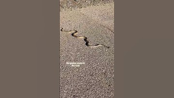 Big gopher snake in the road #shorts