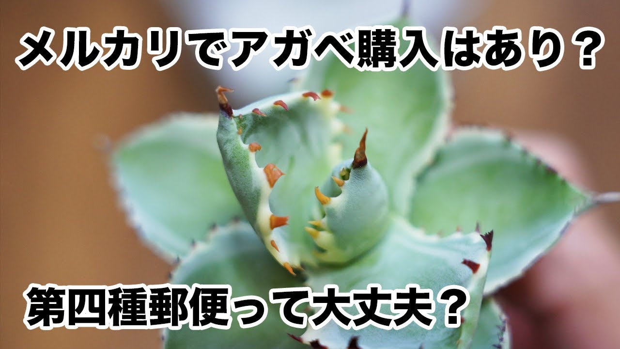 アガベ】メルカリでアガベを購入しても大丈夫？実際に届いて思ったこと