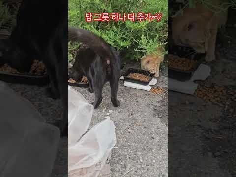 우리 길냥이들 #복순이 #까망이 #퇴근 #부산강서구
