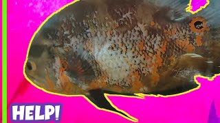 FISH SKIN FUNGUS || TREATMENT STEP BY STEP || 100% recover