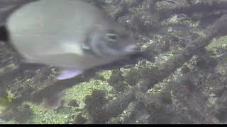 sharptail eel Myrichthys breviceps 2021 10 14 1306EDT AllieCat93