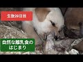 オオカミのような離乳食【生後28日目】