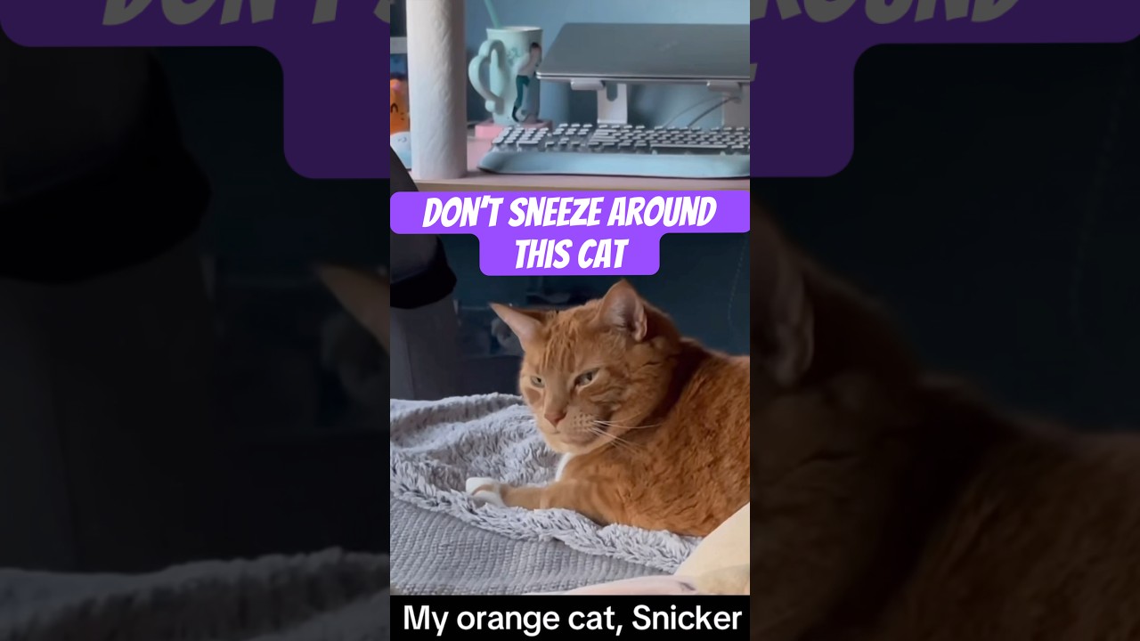 ￼ At least say Gesundheit. Don&rsquo;t sneeze around snickers. #cat #funnycatvideos #catfunny #funnyvideo