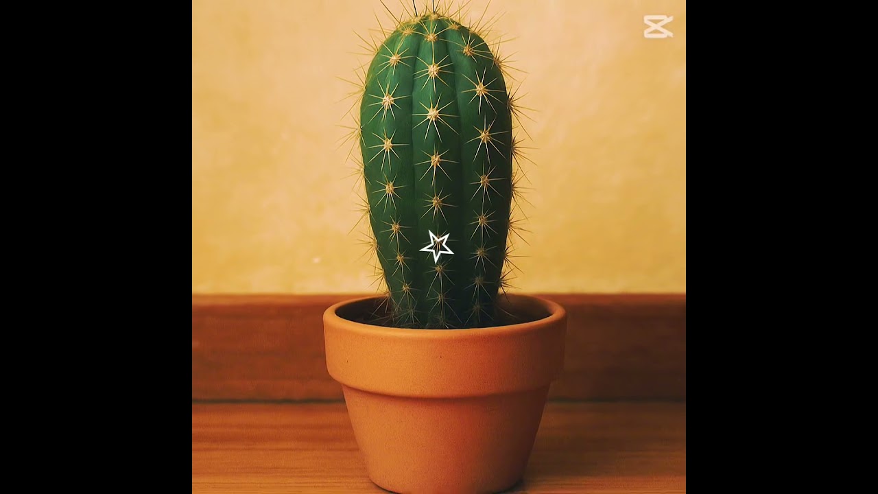 Se murió mi cactus #shorts #viralshorts #edit #muerte #triste
