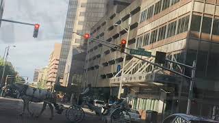 Horseback Riding And Carriage Cruelty