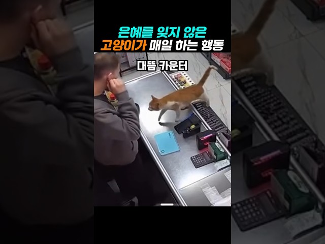 은혜를 잊지 않았던 고양이의 아침 루틴 #감동실화