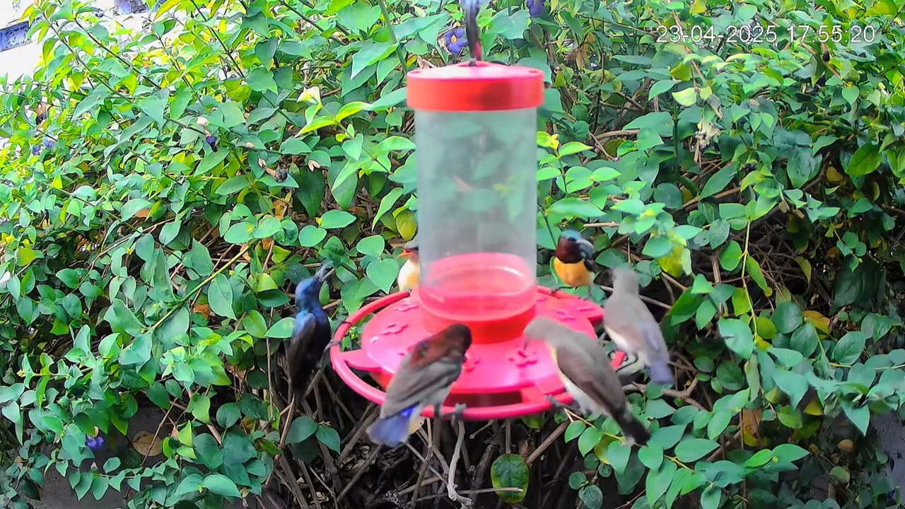 Day 1475 of feeding Sunbirds