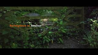 Springtime In Avalon