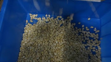 Sorting the Broad Beans--Angelon Beans Color Sorter