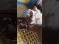 woww Persian cat it now taking its food😍😍
