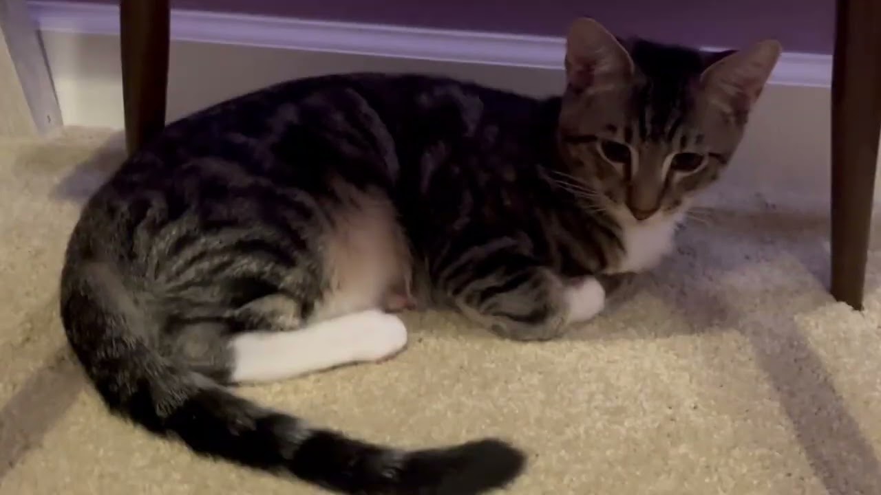 Introducing Acorn the Cat!!!