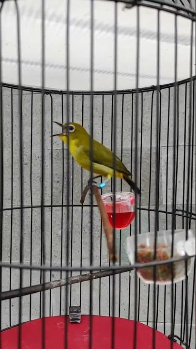 satu nafas 3 lagu pleci bikin gacor