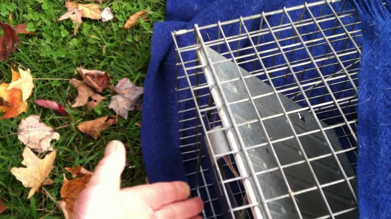 How to release a trapped skunk safely YouTube