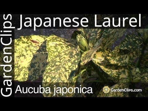 Aucuba japonica - Spotted Laurel - Japanese laurel - Gold Dust Plant