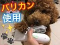 トイプードル☆ ペット用バリカン Turn Raise足裏用に使ってます♪ルークの成長日記