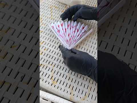Video VENTAGLIO DI CARTA
