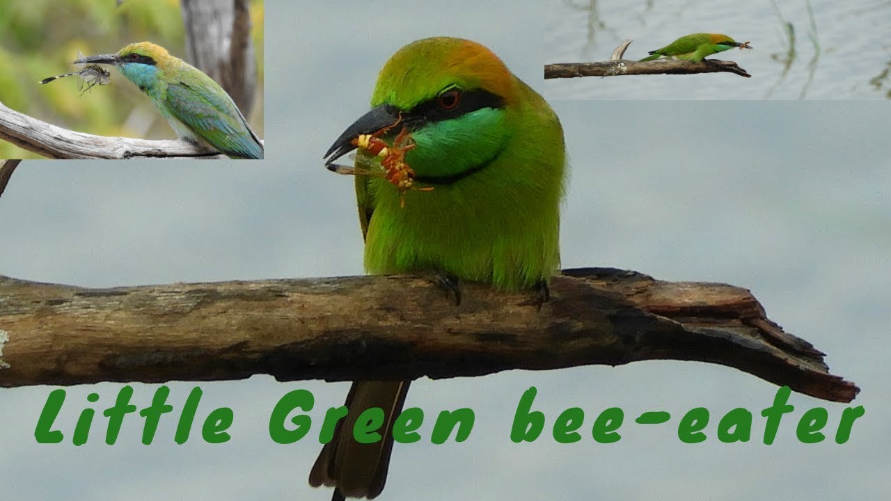 Little green bee-eater(Merops orientalis)