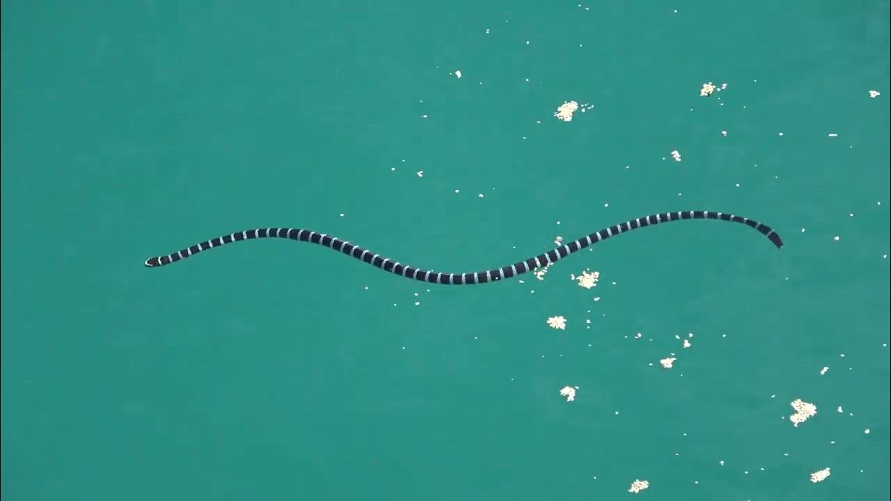 ヒロオウミヘビ(コブラ科)2023年2月 沖縄本島 YouTube