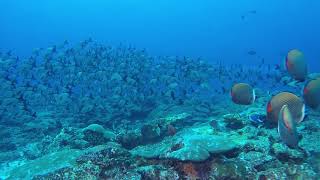 8- Feb-2019- Maldives