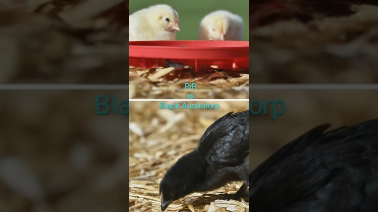 Rir vs Black Australorp 🌗🐥 