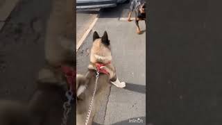 Rottweiler Dog Attacks Rottweiler And Akita Inu Fight