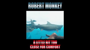 Another CLOSE CALL with a TIGER SHARK! #shorts