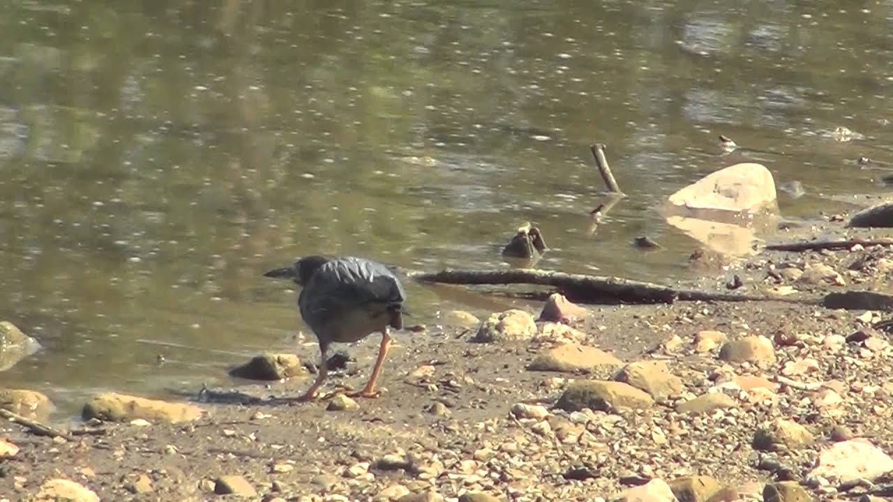 video phone beyonce mp3 Green heron foraging at Hoover Reservoir