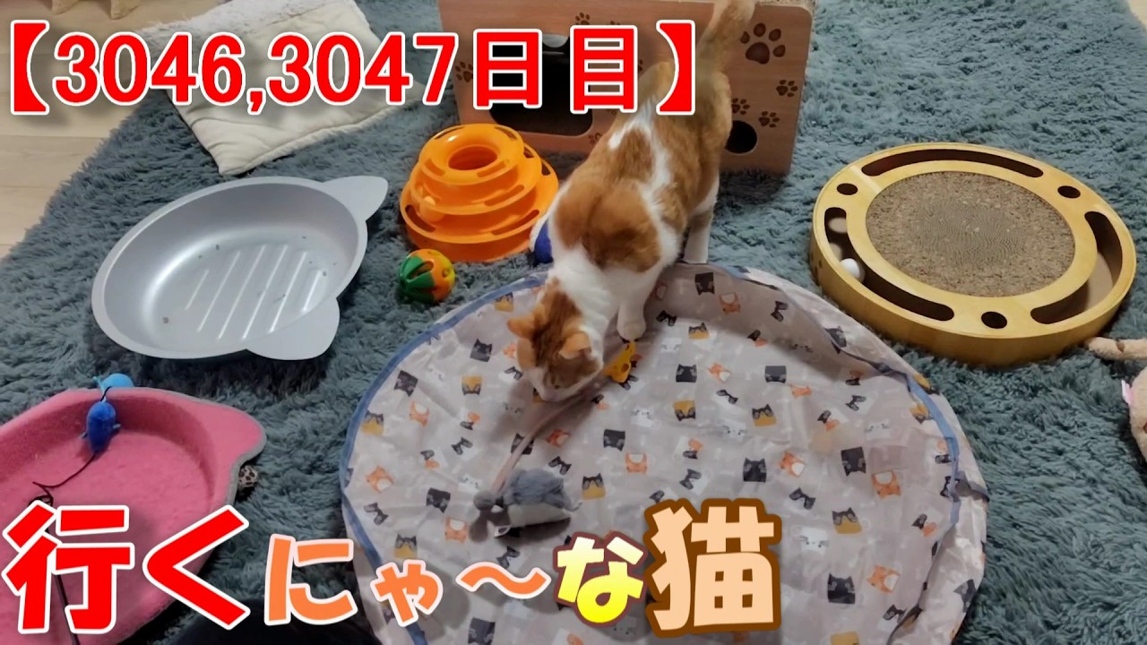 猫 Amazon.co.jp | トレンドマスター なでなでねこちゃんEX 長毛種猫