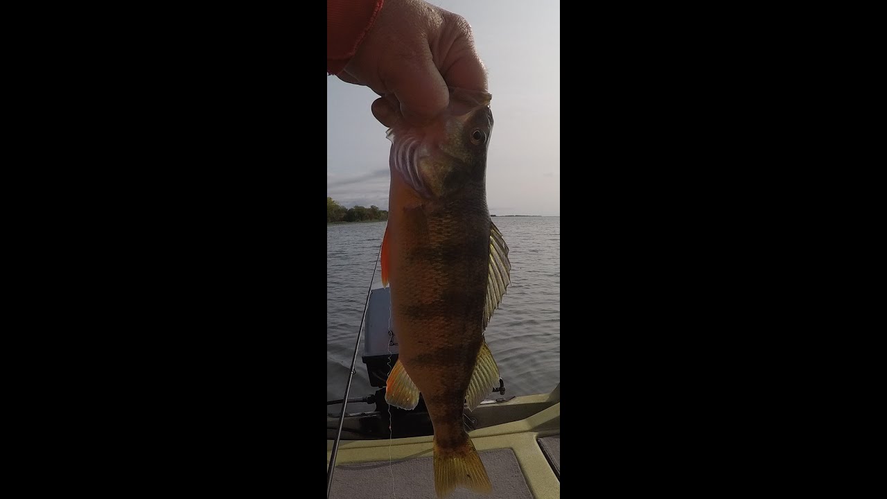 Perch Fishing Oconto Breakwater