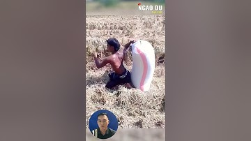 Cách vác lúa đỉnh cao #shorts