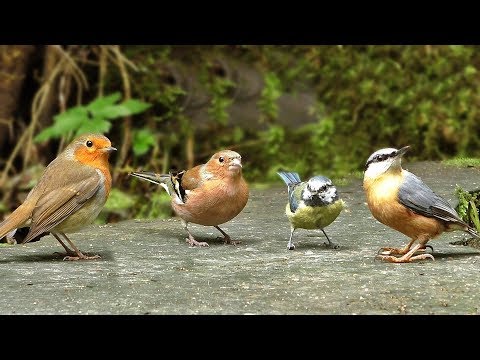 Kediler için Video - Orman Kuşları
