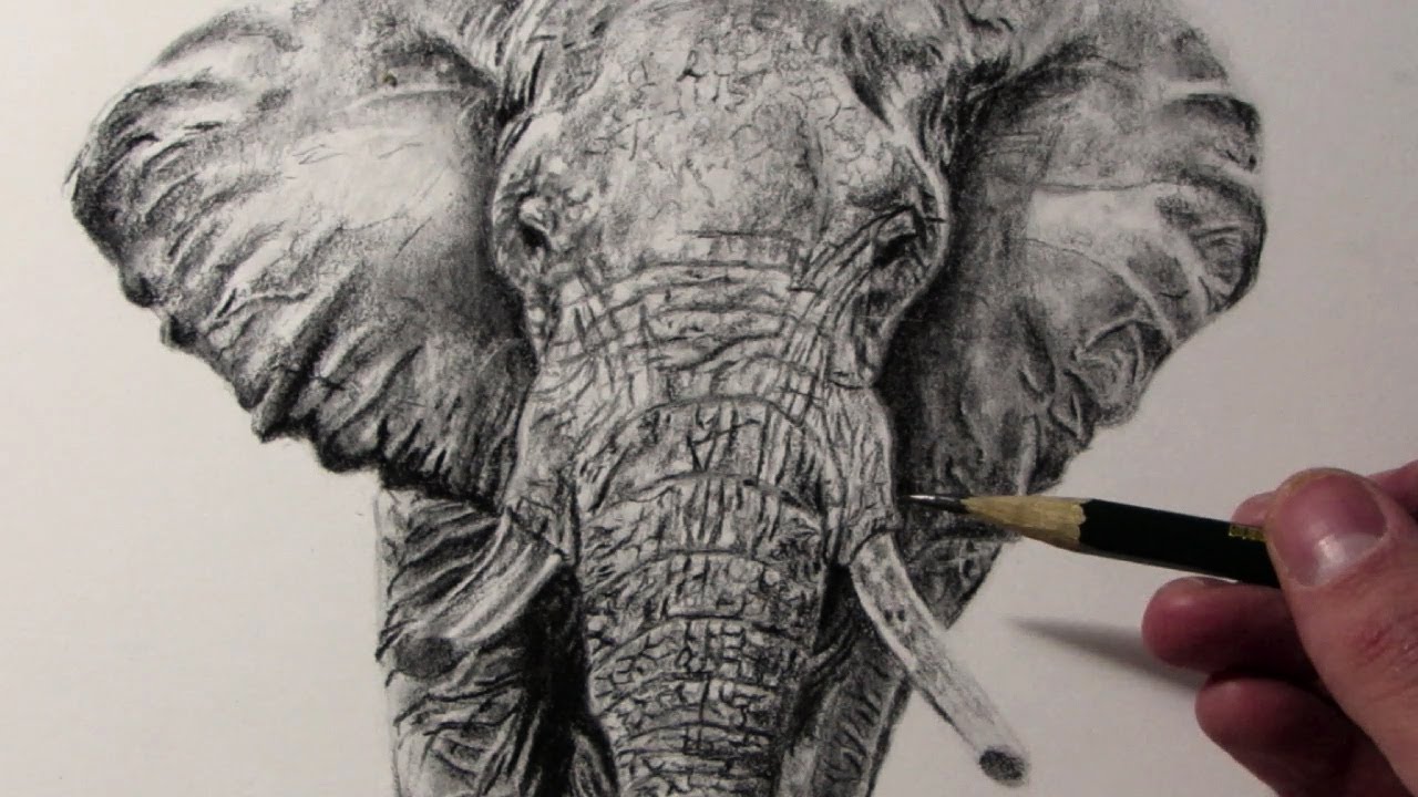 Cómo dibujar un Elefante - thptnganamst.edu.vn