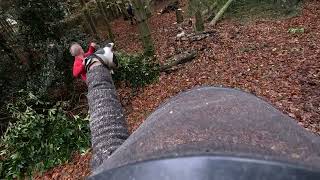 Dead Beech Tree