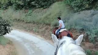 Bitless horse riding. Hacking out.