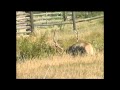 Bull Elk Fight