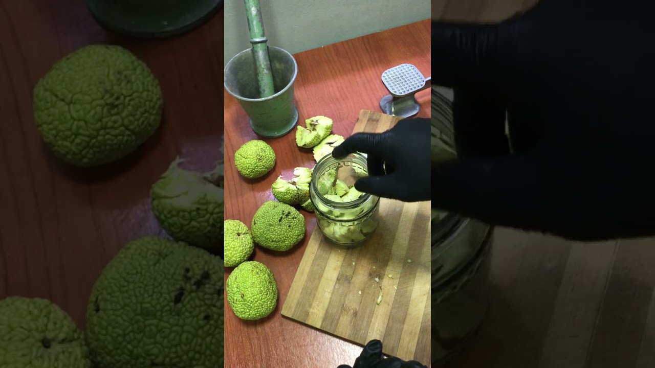 Maklora, Meymun almasi, ayı alması, yalançı portağal necə istifadə edilir?