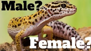 How To Tell If Your Leopard Gecko Is A Boy Or Girl  || The EASY Way