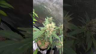 80x80 // 7 semanas // 320w ☀️ #indoo #grower