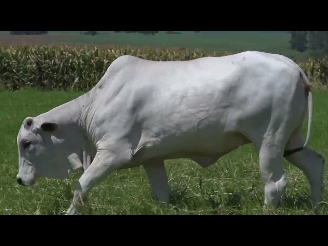 lote 34   boa a 2311 mp4 1080p