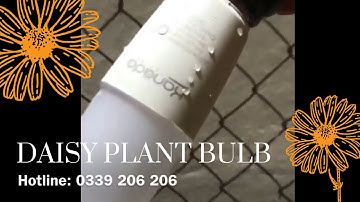 HƯỚNG DẪN CHỌN ĐÈN TRỒNG CÚC CHỐNG NƯỚC | CÂY KHỎE BÔNG TO