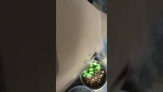 Daily snaps 4/3/18