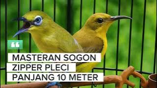 Masteran Sogon Materi Zipper Pleci | Sogon Zipper Panjang | Masteran Sogon Terbaru.