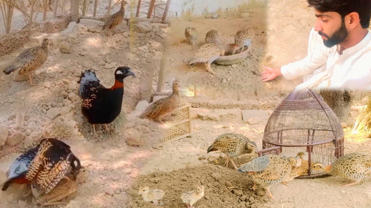 Teetar Ko Crossing Karvai Or Teetar Ke Bacche Form House Me Chor Dea 😍