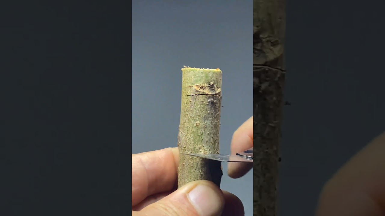 Modern Grafting Techniques Unveiled 