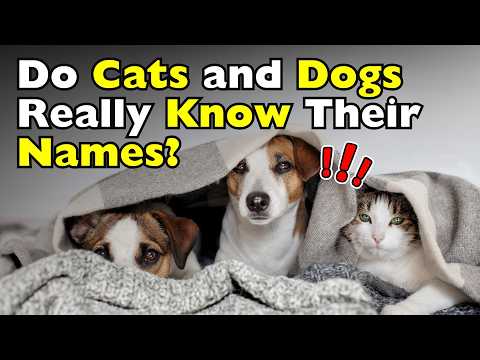 How Do Cats and Dogs Recognize Their Names?