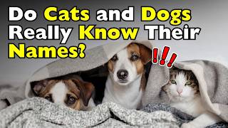 How Do Cats And Dogs Recognize Their Names? Id0610