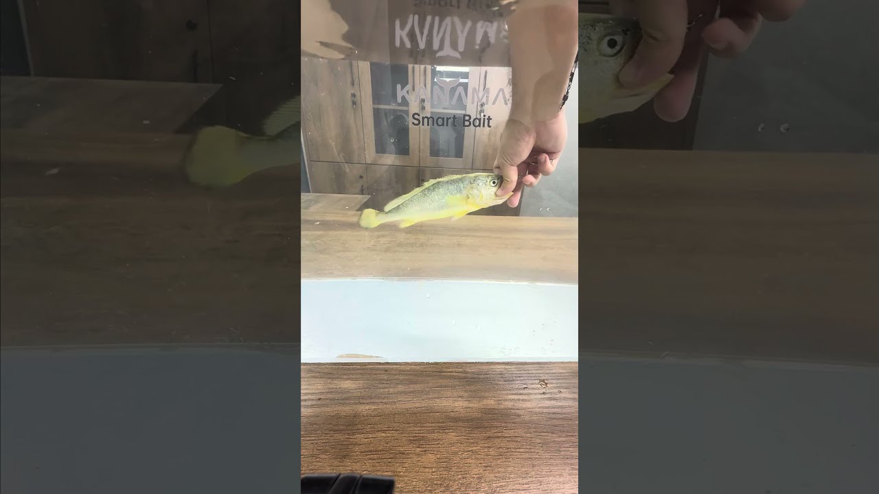  Kanama Smart Bait Revive Dead Fish No Longer Need Live To Catch Big