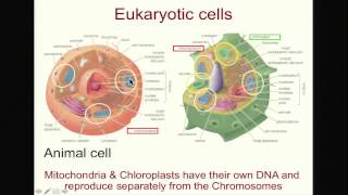 Biology 1001 - Selfish Genetic Elements | Meiotic Drive