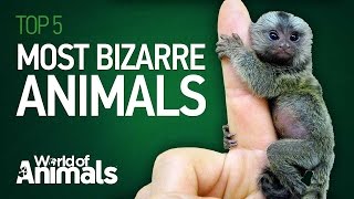 Top 5 Most Bizarre Animals