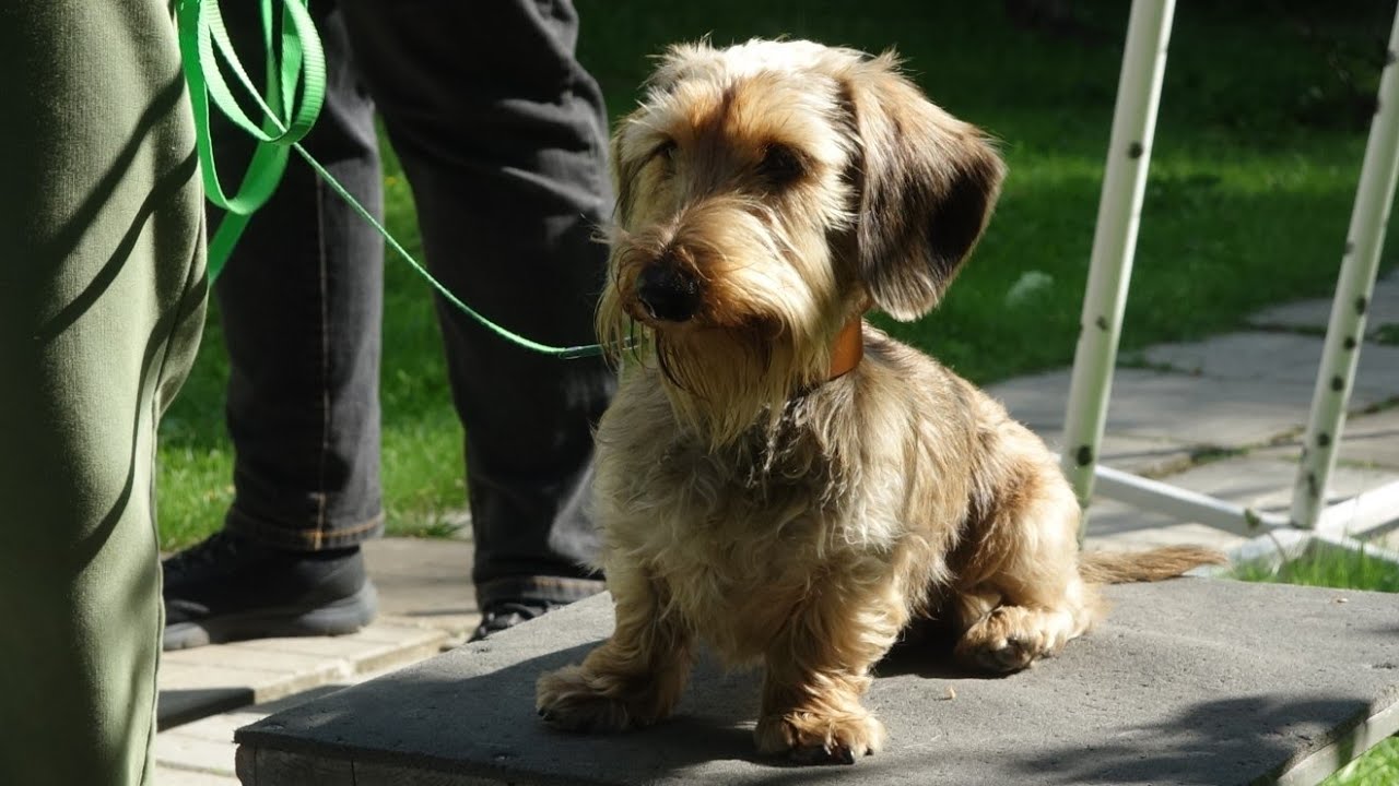 Догтренинг 630. Жесткошерстная такса. Коррекция с собакой-учителем ...